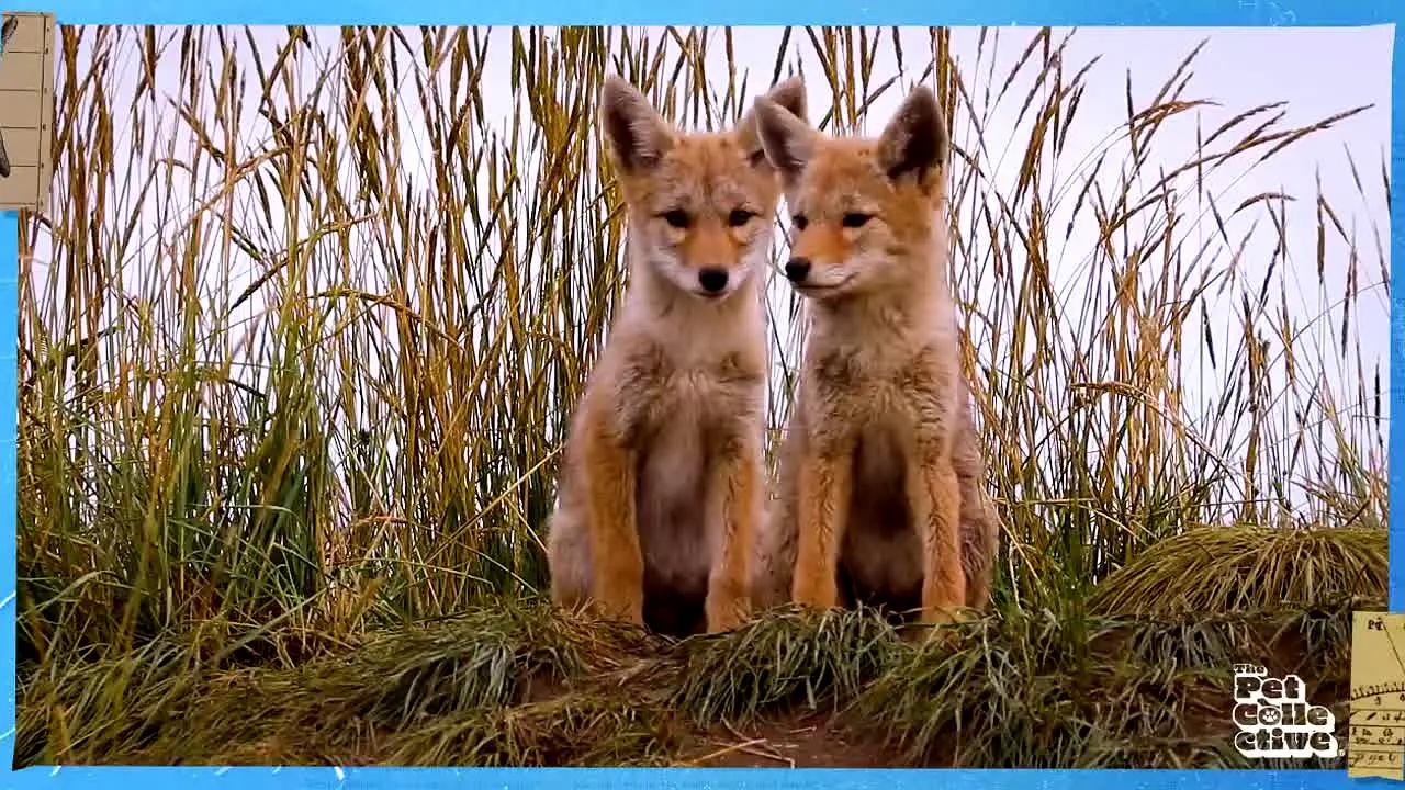 The Pet Collective in diretta