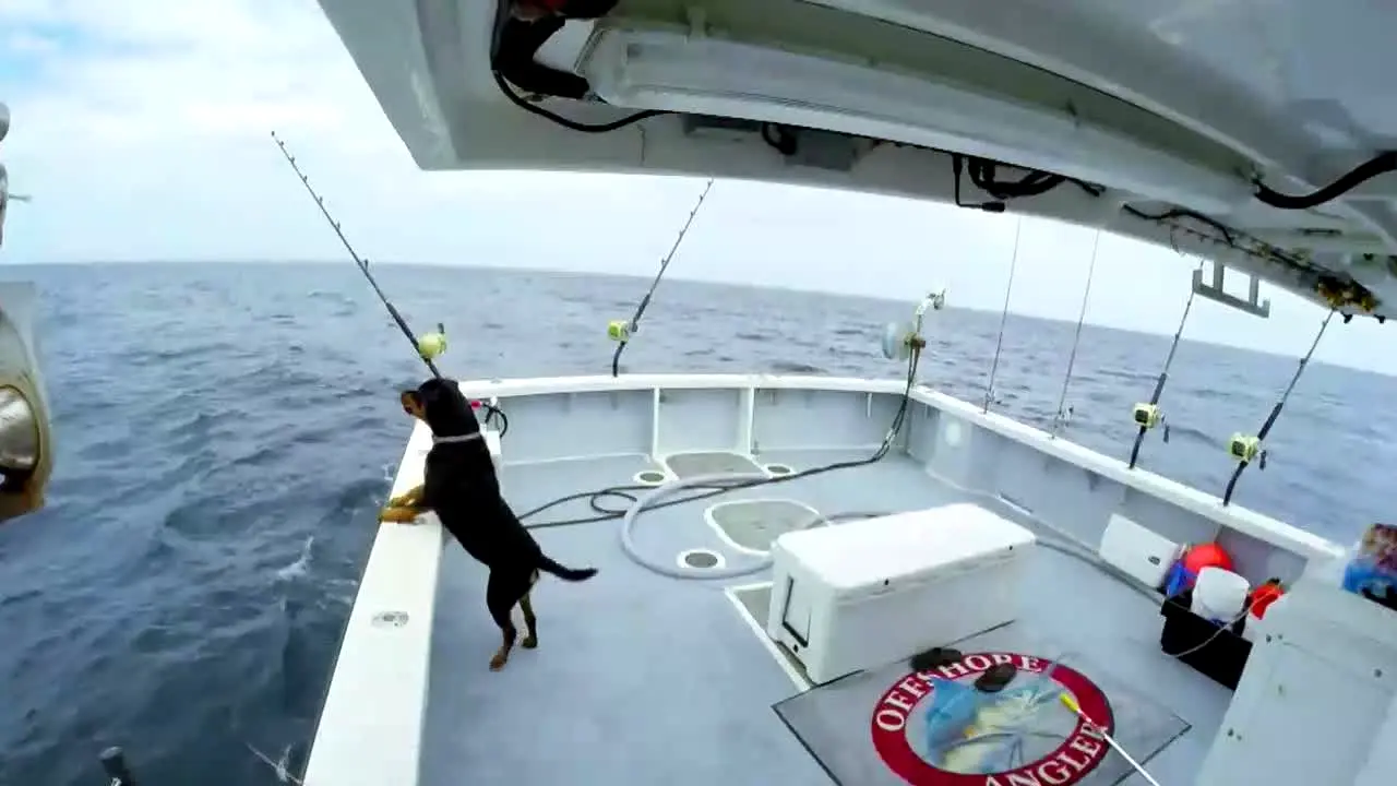 The Wicked Tuna Channel live