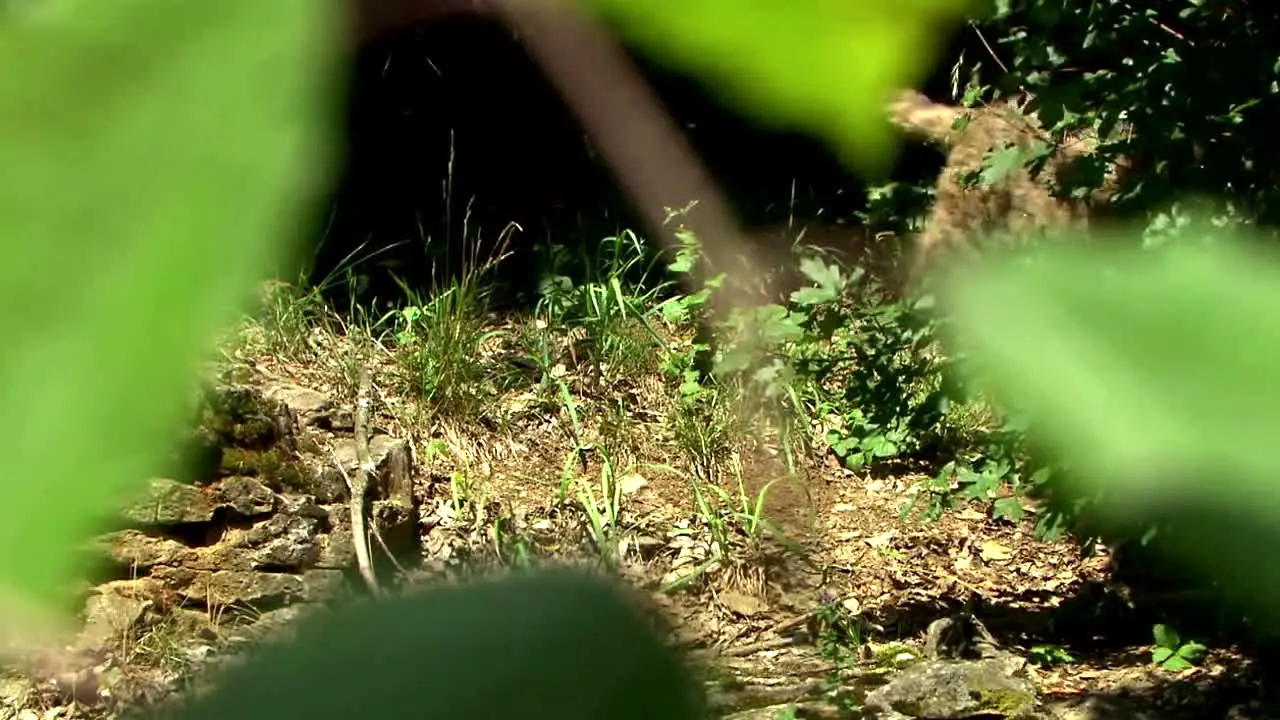 Tierwelt en vivo