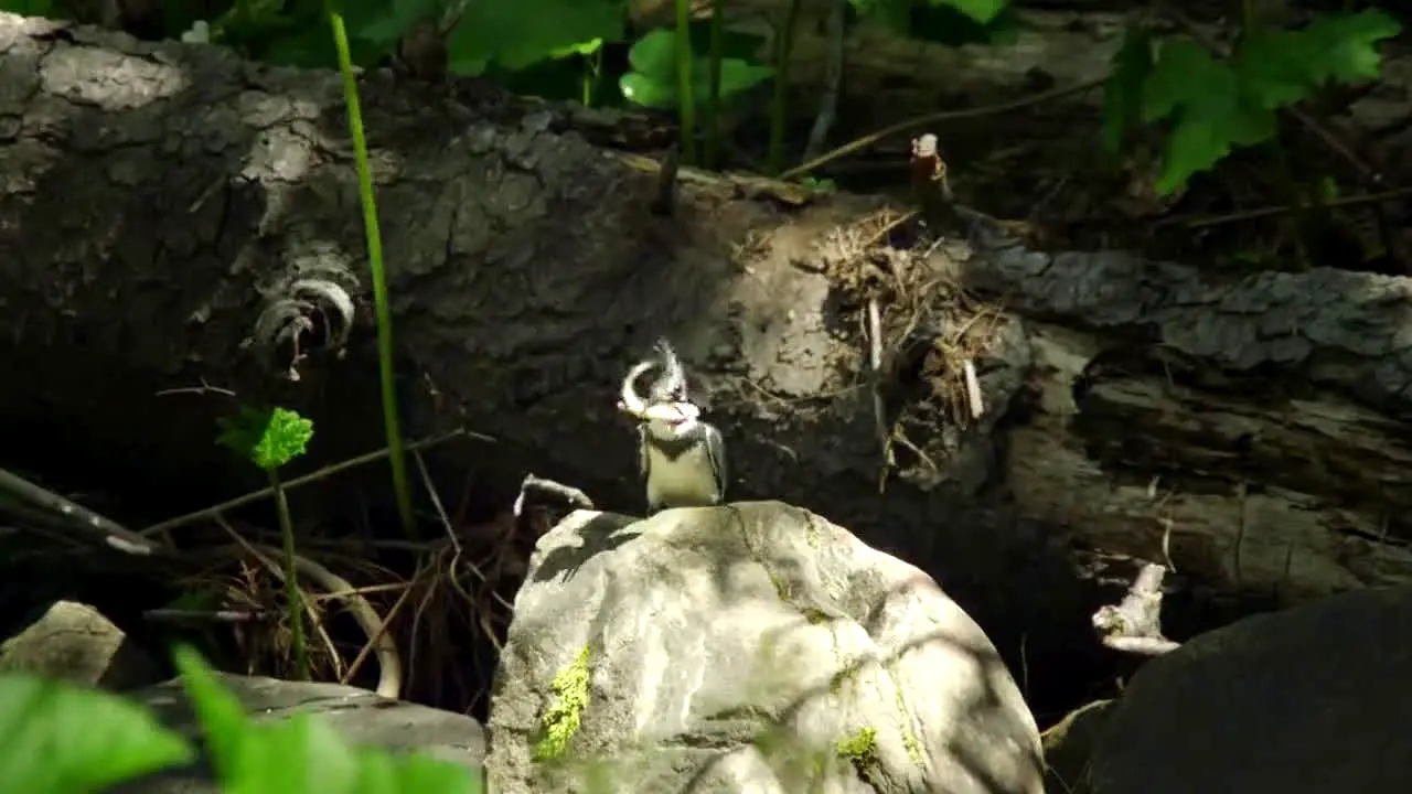 Tierwelt live