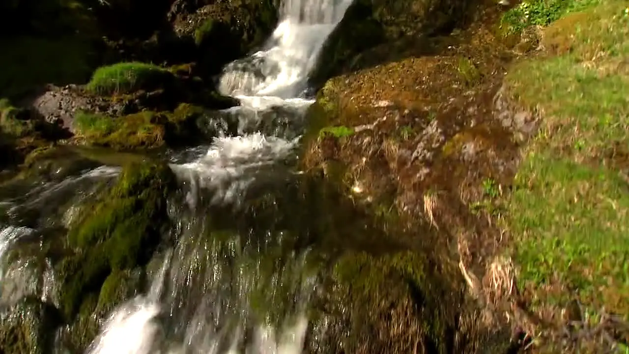 Tierwelt in diretta
