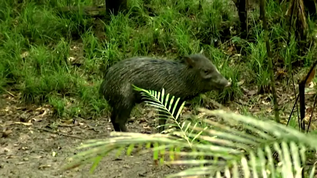 Tierwelt live