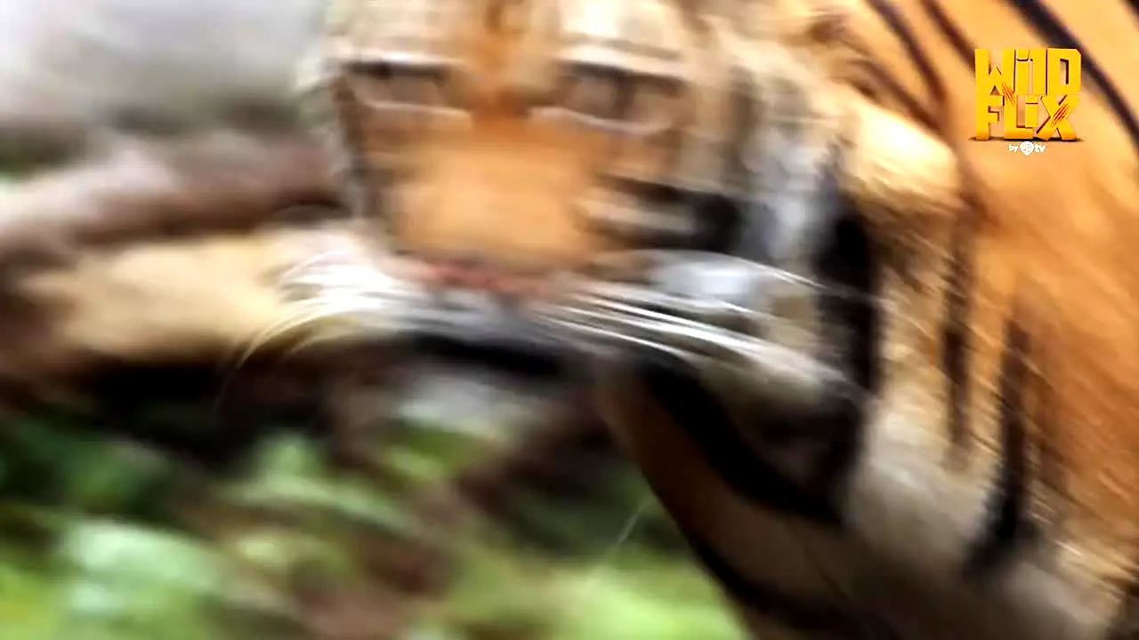 Wild Flix in diretta
