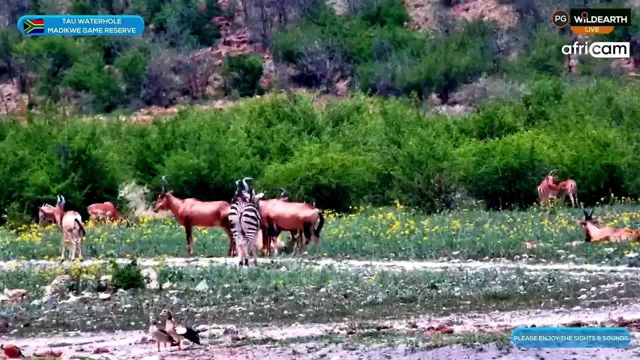 WildEarth live