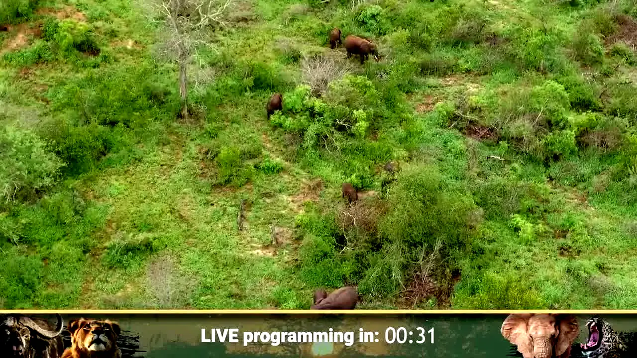 WildEarth ao vivo