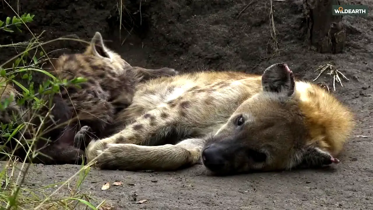 WildEarth live