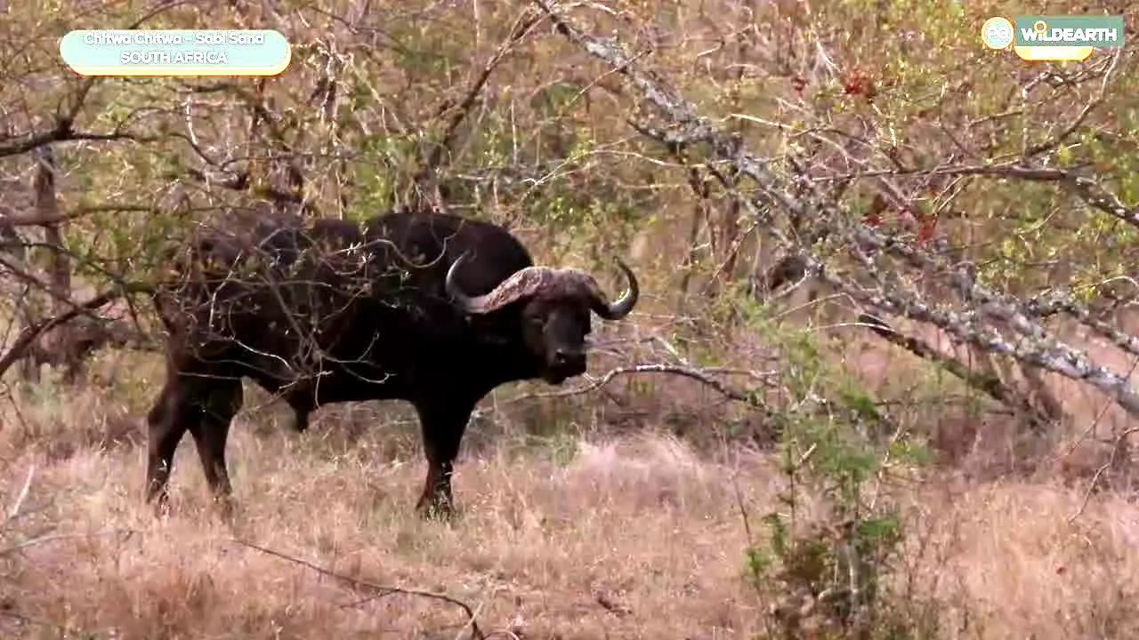 WildEarth live