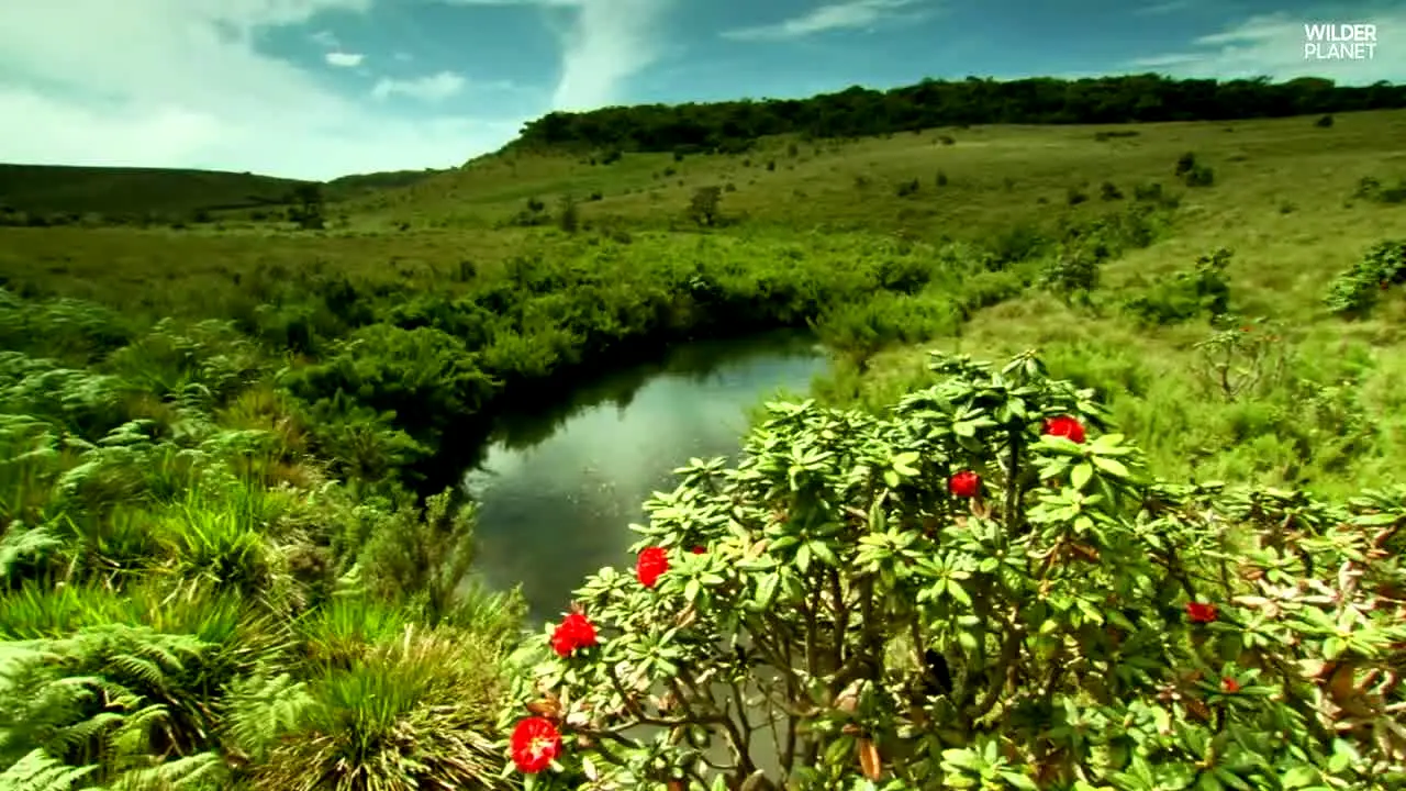 Wilder Planet in diretta