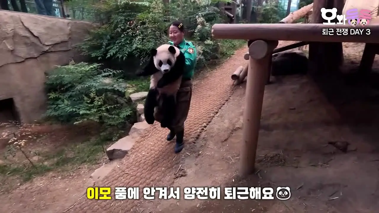 바오패밀리 in diretta