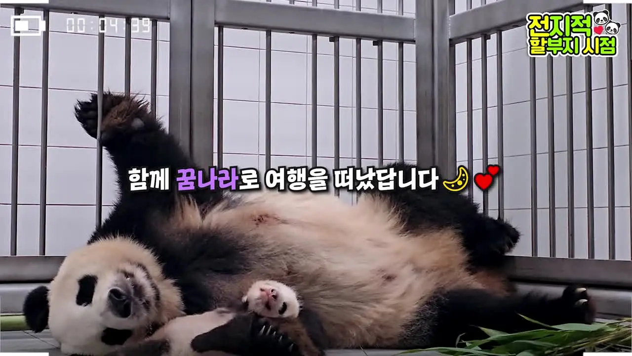 바오패밀리 en direct