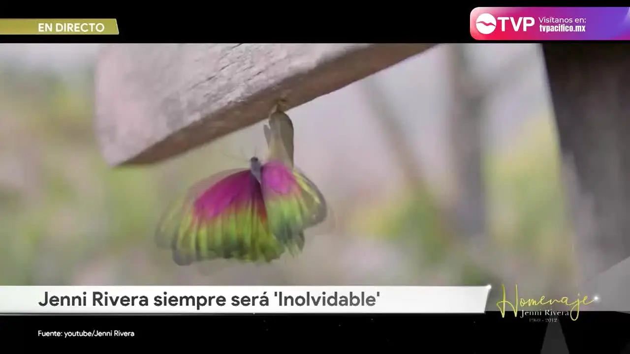 TVP Mazatlan en vivo