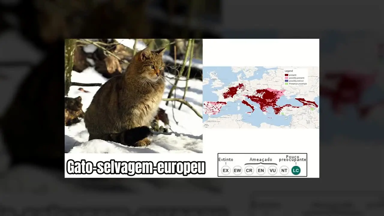Olá, Mundo live