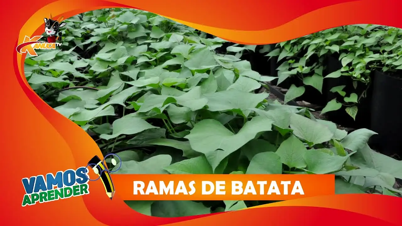 Kanuca TV Brasil live