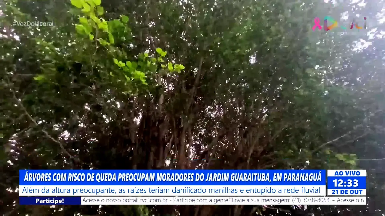 TVCi ao vivo