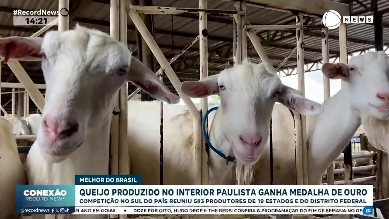Record News ao vivo
