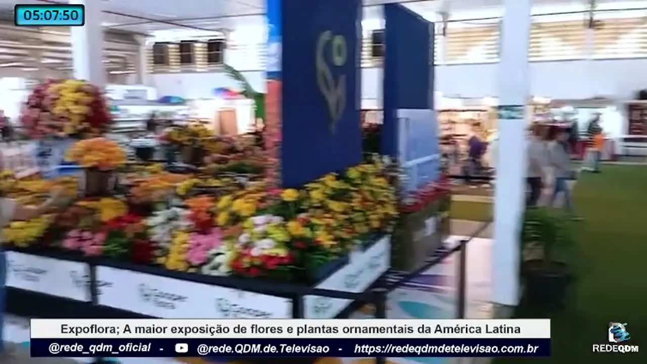 Rede QDM ao vivo