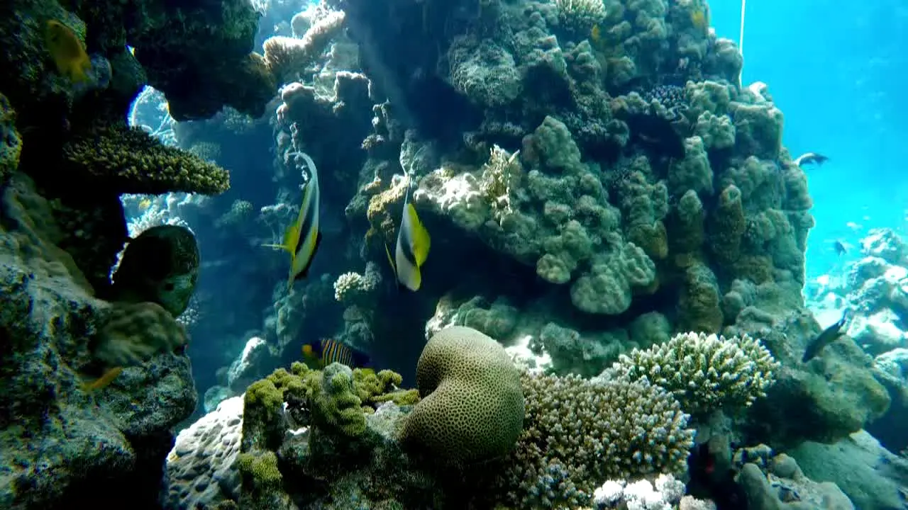 Ocean Vibes na żywo