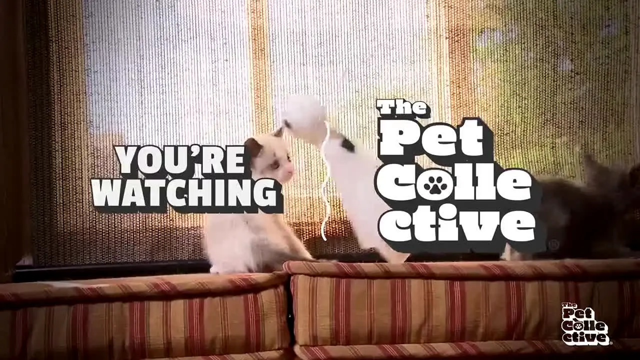 The Pet Collective live