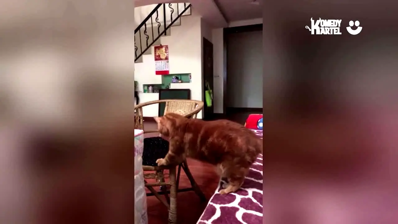 Novo Comedy in diretta