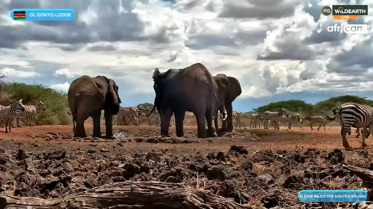 Wild Earth in diretta
