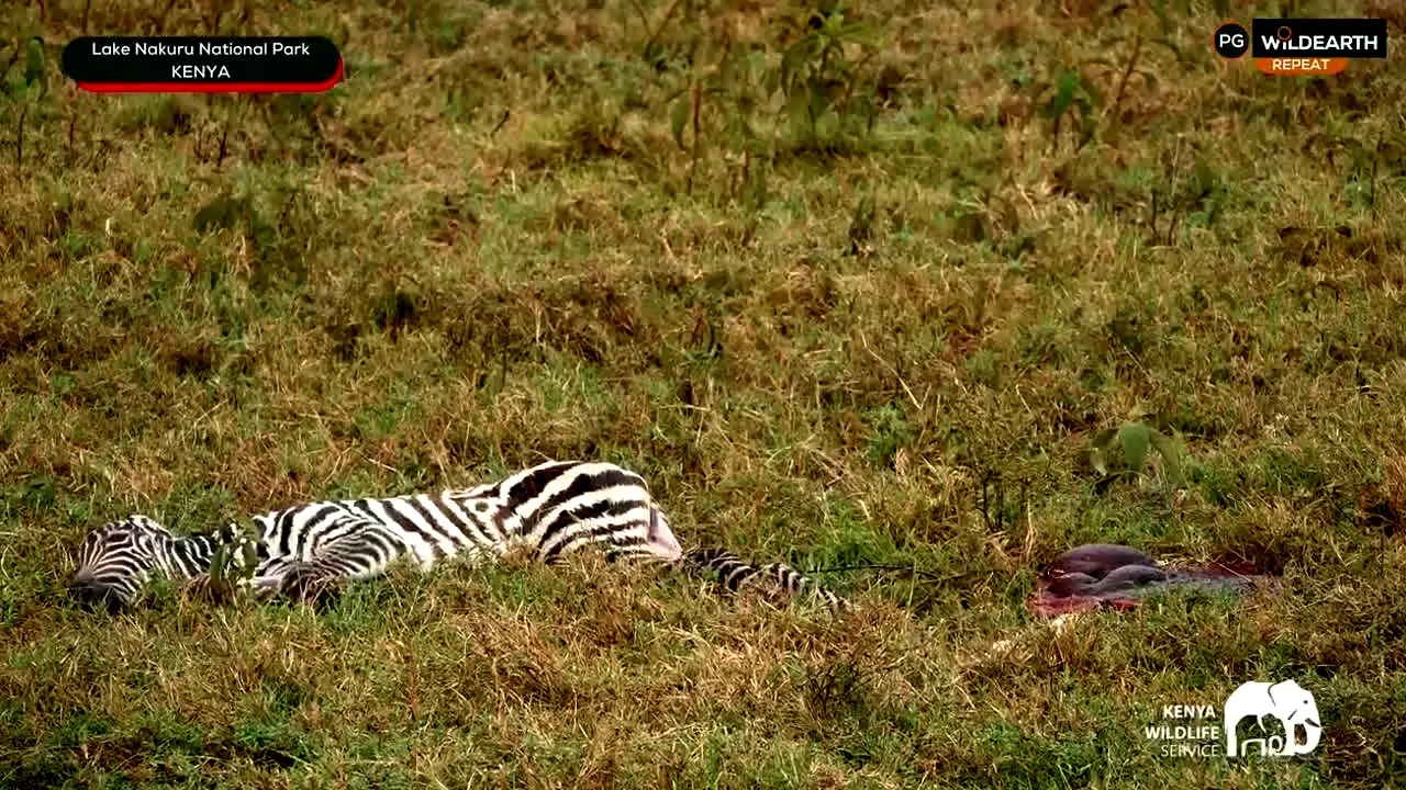 WildEarth live