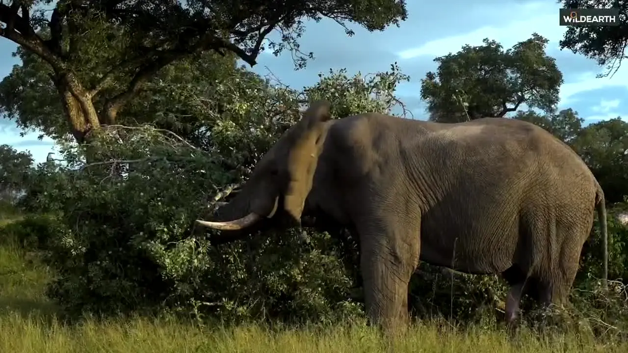WildEarth in diretta