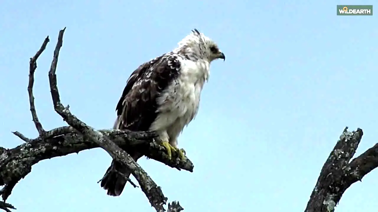 WildEarth en vivo