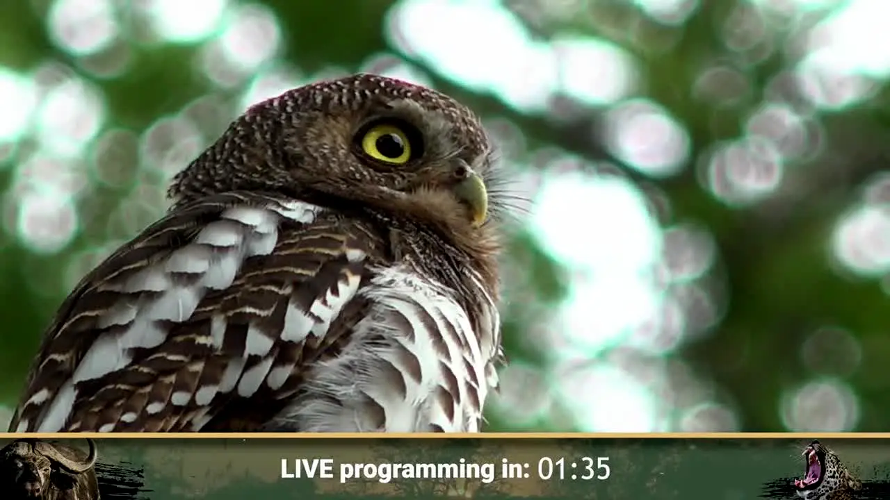 WildEarth live