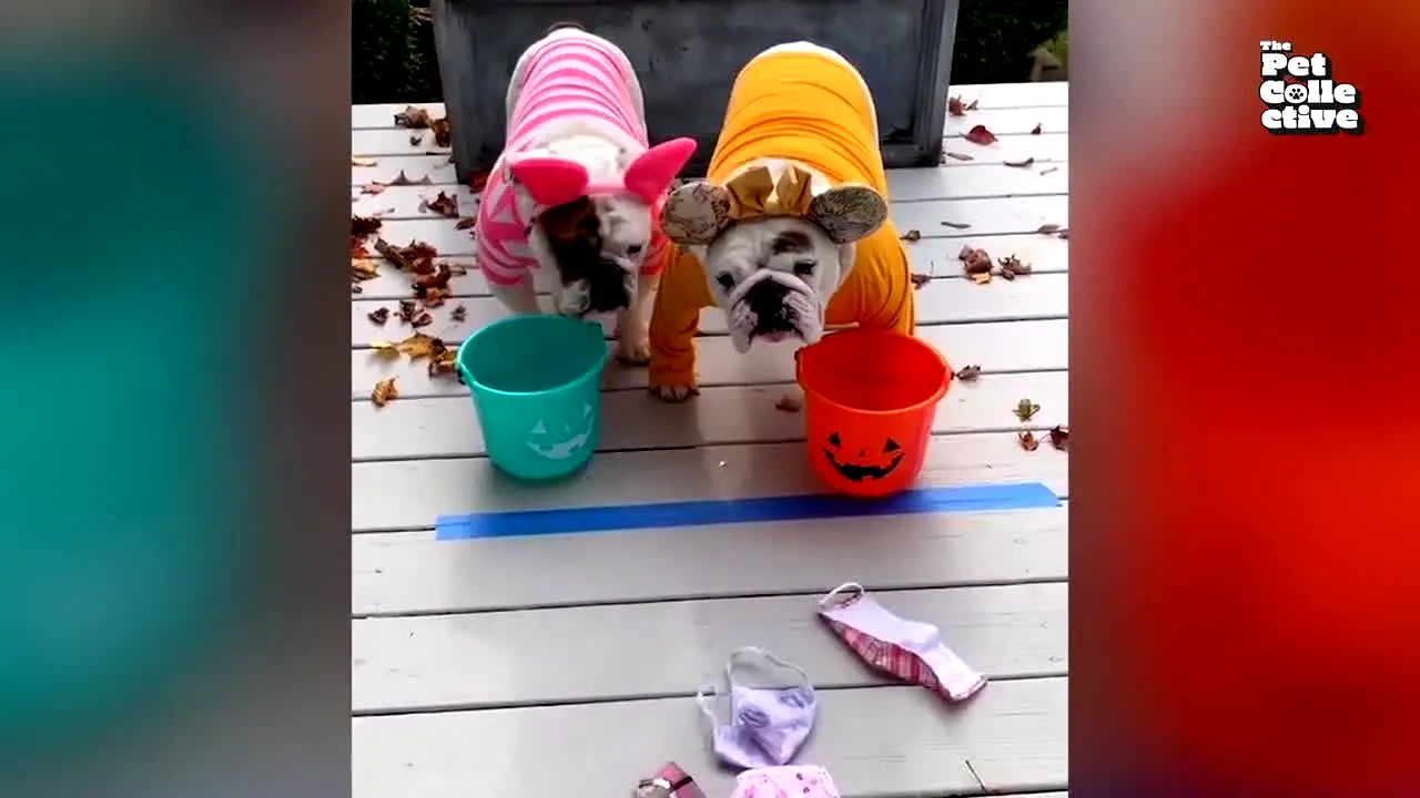 The Pet Collective live