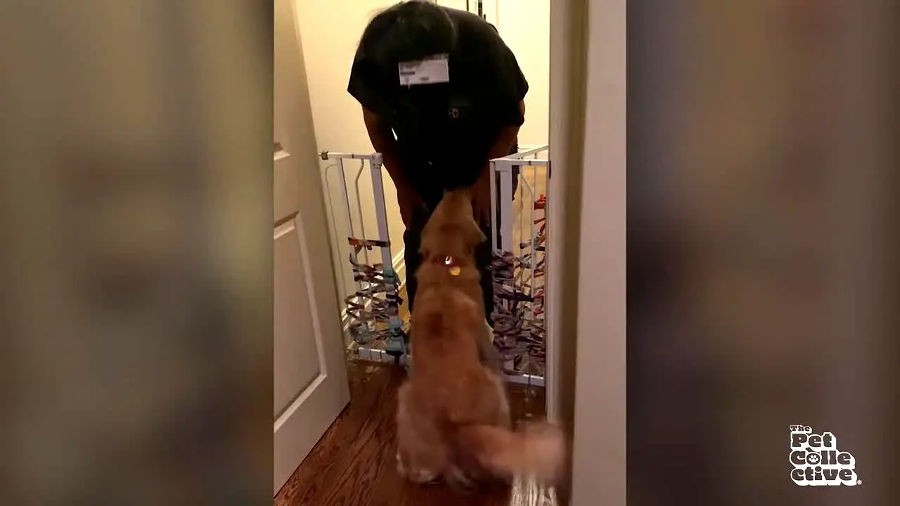 The Pet Collective live