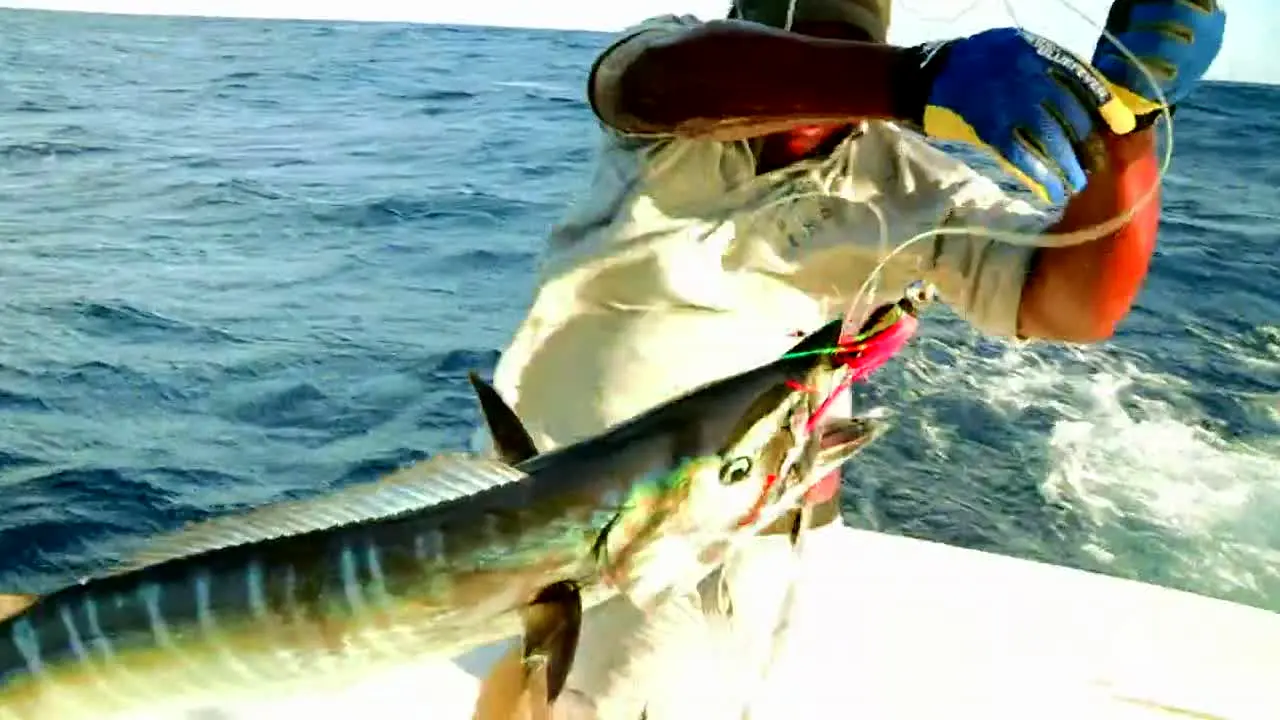 Pluto TV Fishing na żywo