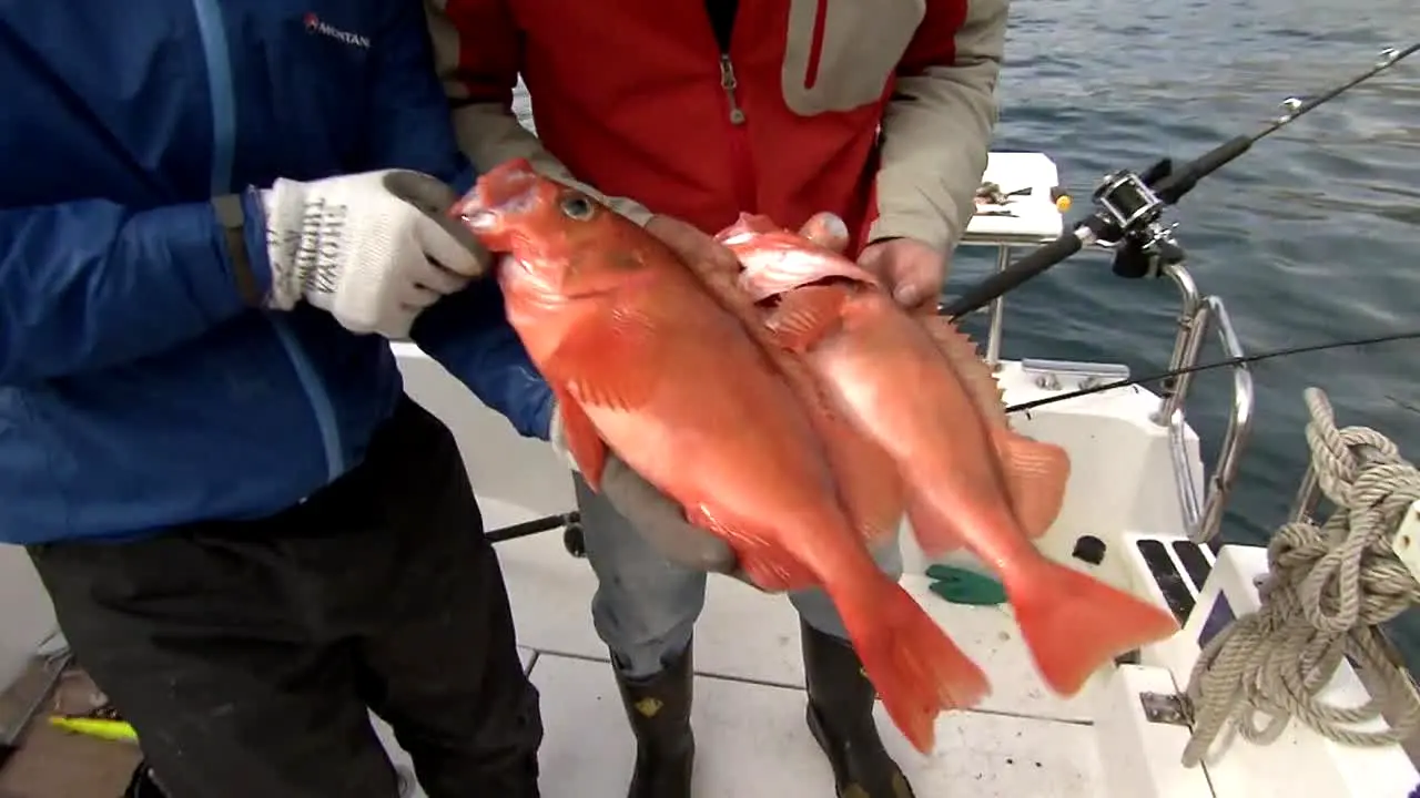 Pluto TV Fishing en direct