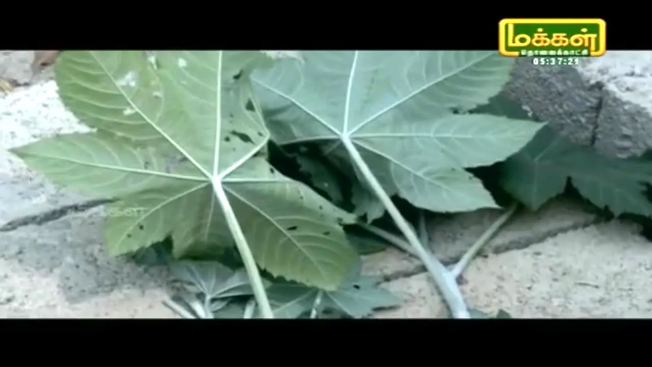 Makkal TV live
