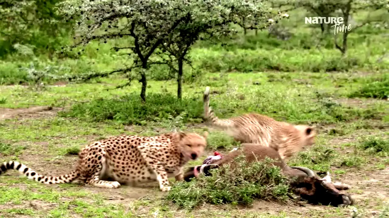Nature Time — прямой эфир