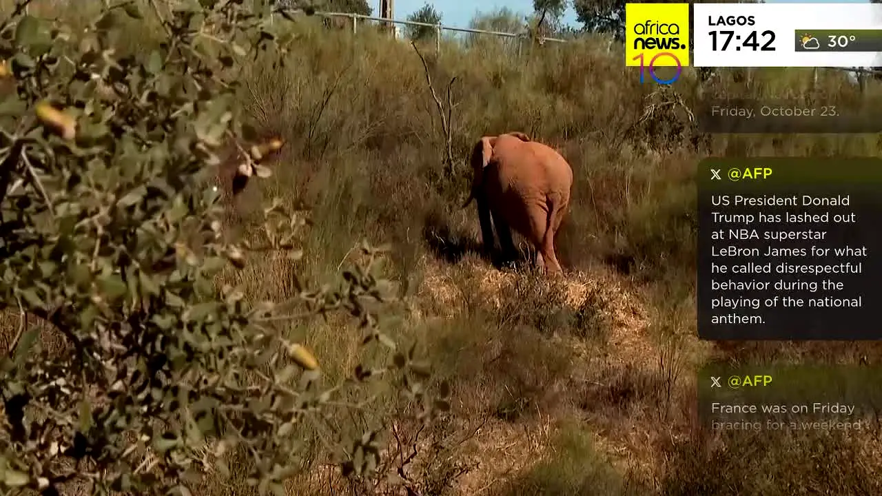 Africanews in diretta