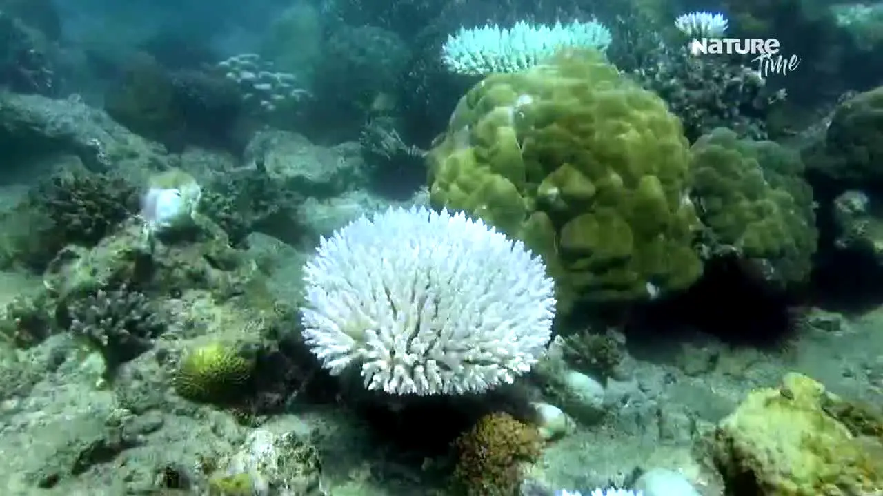 Nature Time en direct