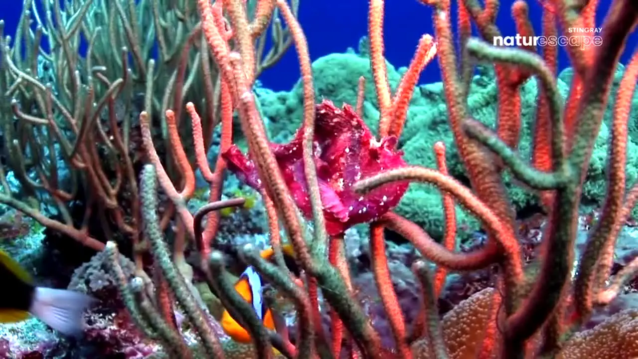 Stingray Naturescape en vivo
