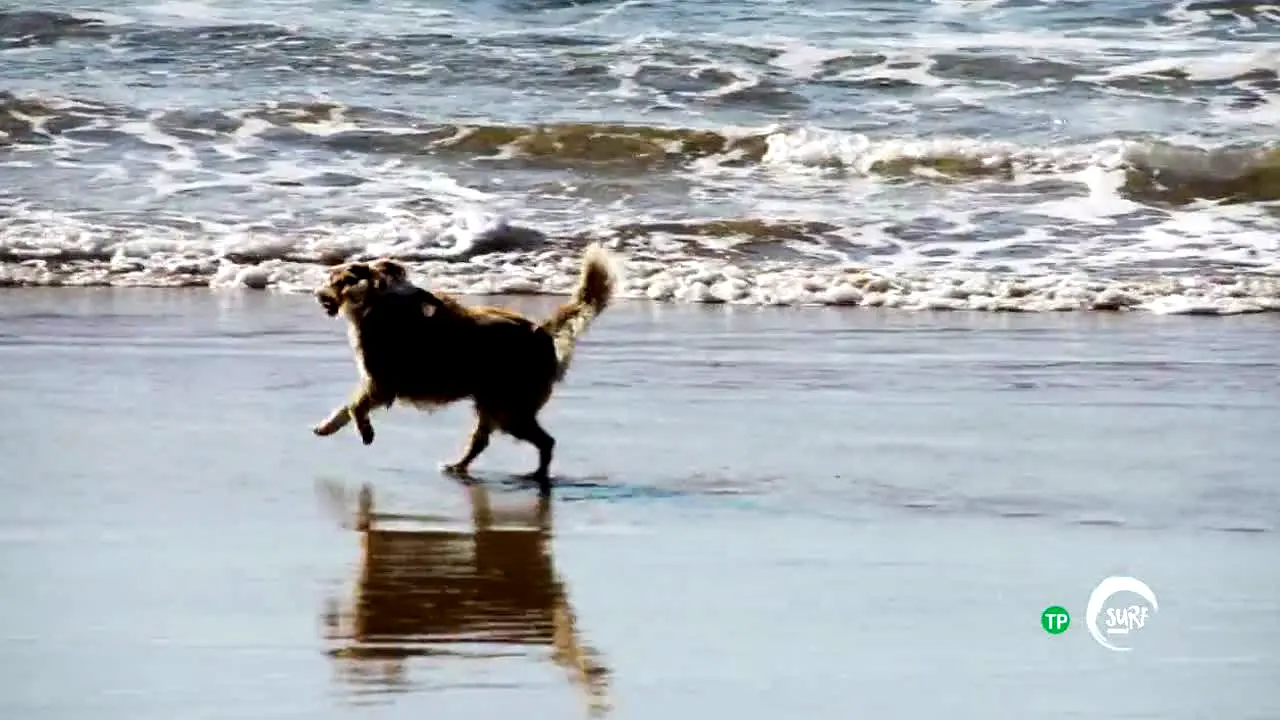 Surf Channel live
