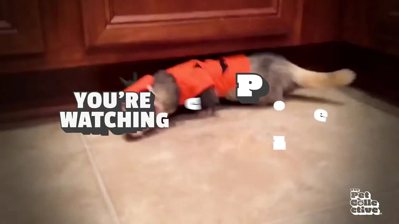 The Pet Collective na żywo