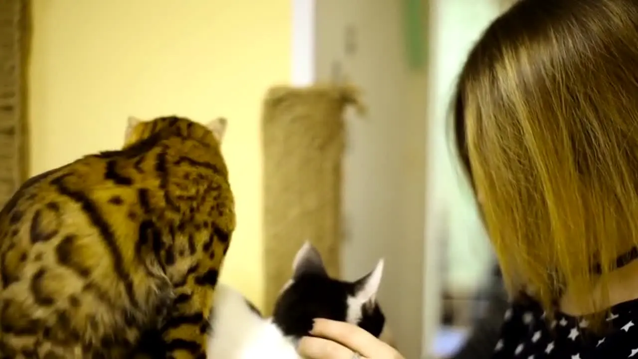 Vivir con gatos live