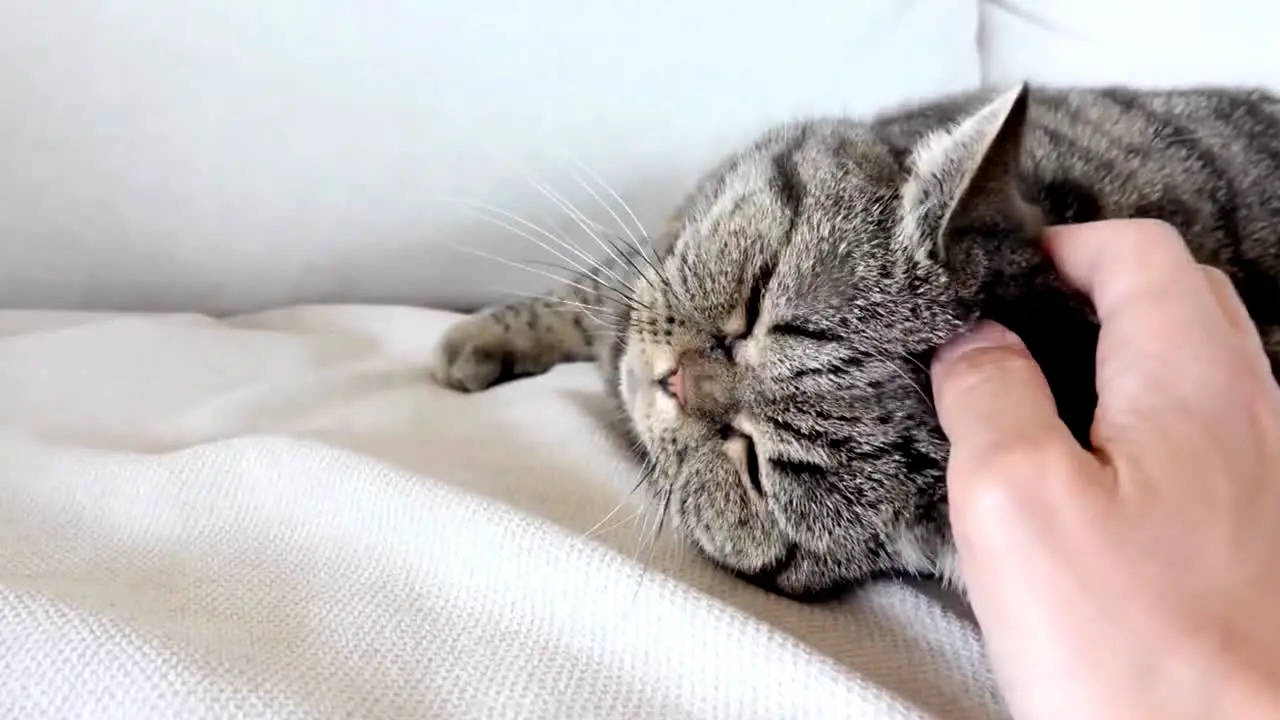 Vivir con gatos live
