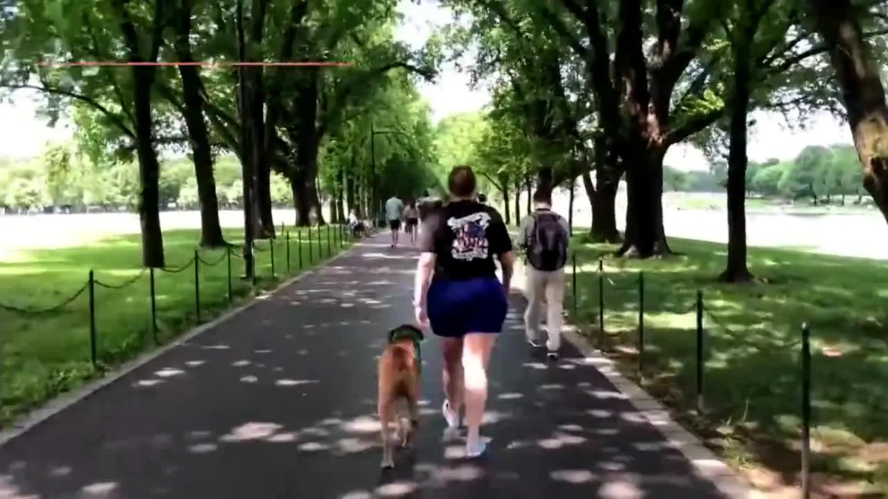 Vivir con perros live
