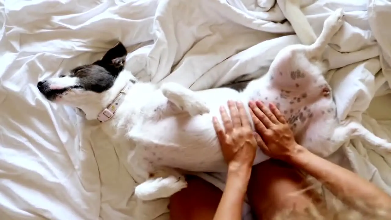 Vivir con perros in diretta