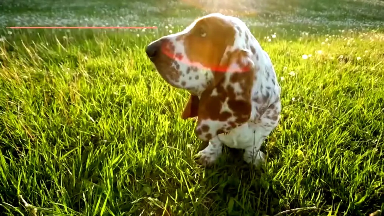 Vivir con perros na żywo