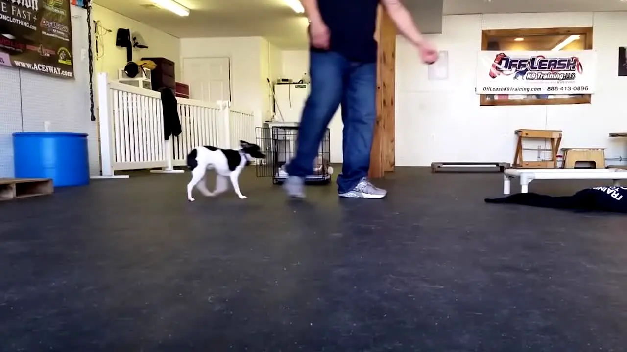 Vivir con perros en vivo