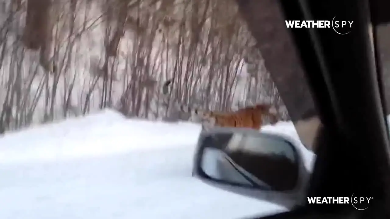 Weather Spy live