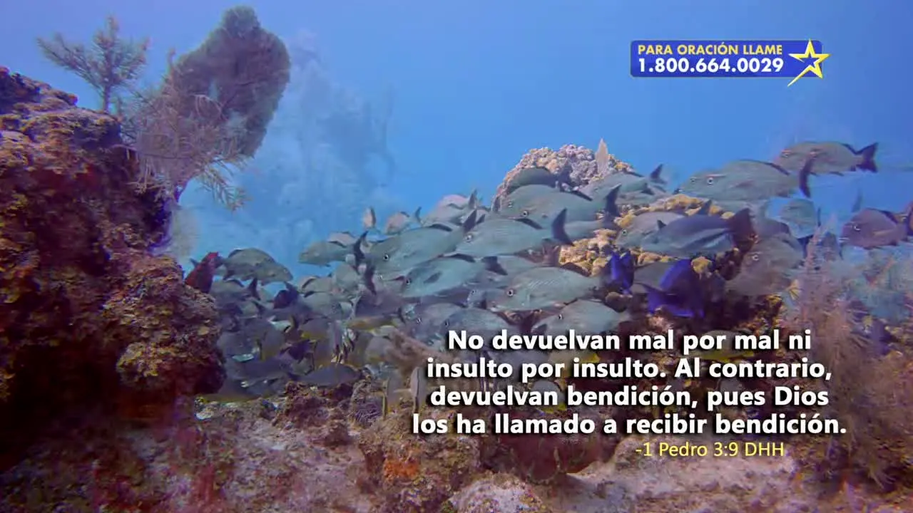 Daystar Español live