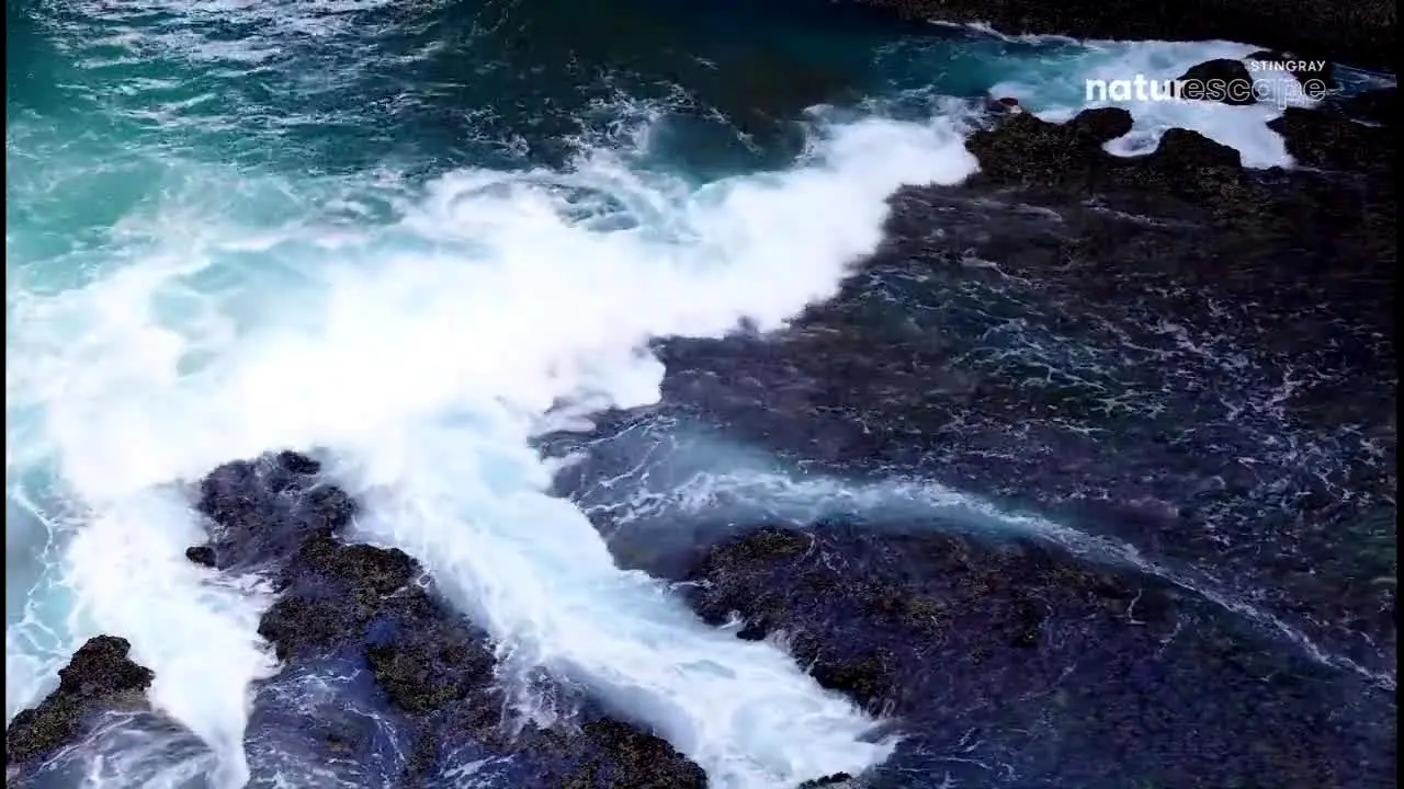 Stingray Naturescape en vivo