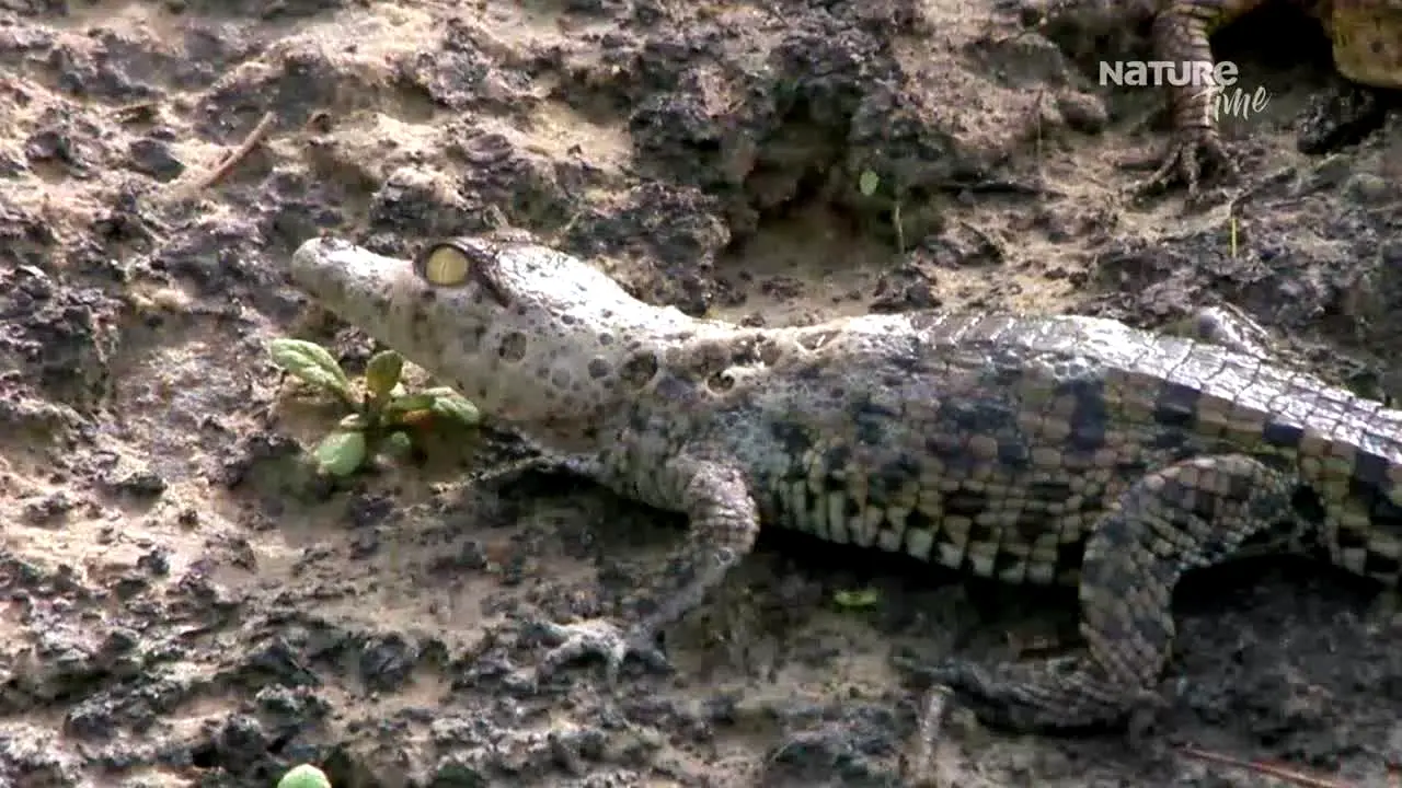 Nature Time live
