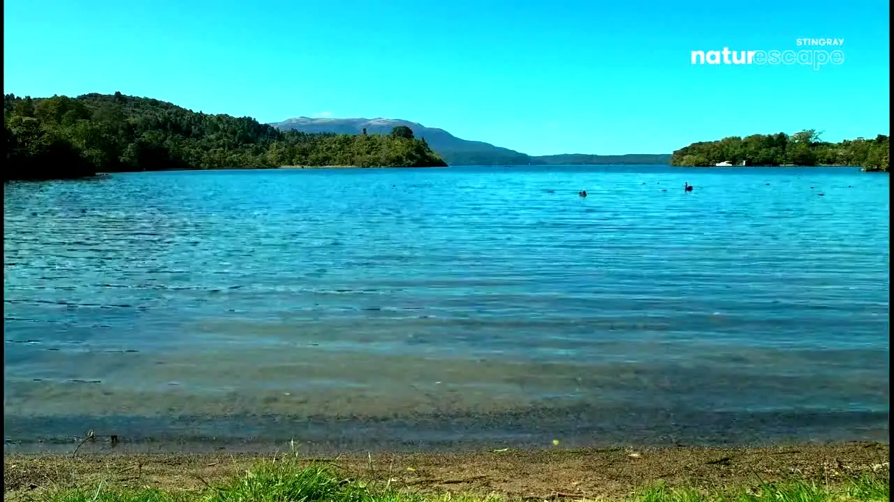 Stingray Naturescape na żywo